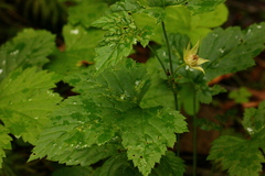 Rubus humulifolius