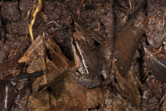 Anomaloglossus baeobatrachus