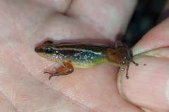 Anomaloglossus baeobatrachus