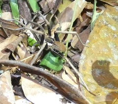 Ancylometes bogotensis