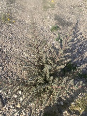 Forsskaolea tenacissima