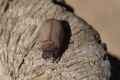 Phyllophaga