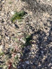 Forsskaolea tenacissima