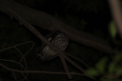 Strix virgata