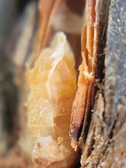 Rabdophaga strobiloides