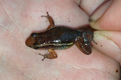 Anomaloglossus baeobatrachus