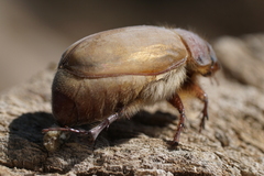 Phyllophaga