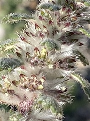 Forsskaolea tenacissima