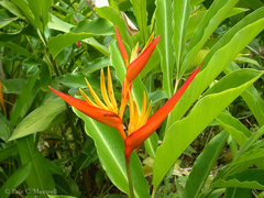 Heliconia psittacorum
