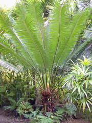 Cycas revoluta