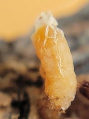 Rabdophaga strobiloides