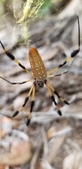 Trichonephila clavipes