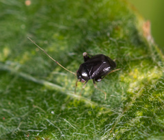 Halticini