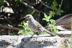 Mimus gundlachii