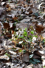 Cardamine douglassii