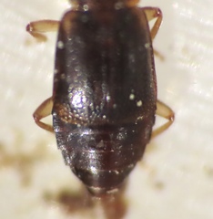 Omaliinae