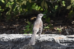Mimus gundlachii