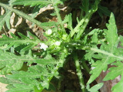 Parthenium bipinnatifidum
