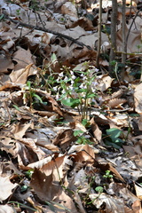 Cardamine douglassii