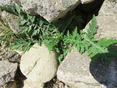 Parthenium bipinnatifidum