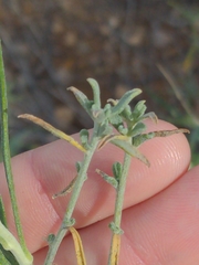 Psilostrophe cooperi