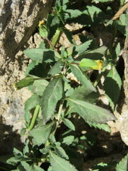 Mecardonia procumbens