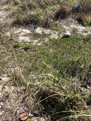 Jacquemontia reclinata