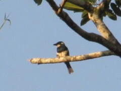 Notharchus pectoralis