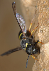 Ancistrocerus oviventris