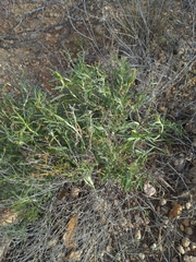 Psilostrophe cooperi