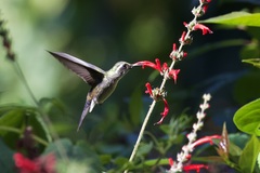 Lampornis viridipallens