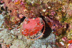 Spondylus squamosus