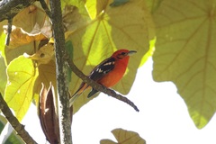 Piranga bidentata