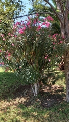 Nerium oleander