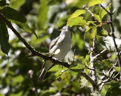 Vireo solitarius