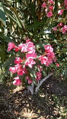 Nerium oleander