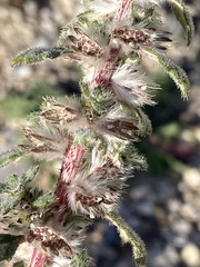 Forsskaolea tenacissima