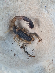 Uroplectes olivaceus