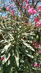 Nerium oleander