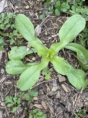 Valerianella radiata