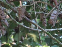 Poecilotriccus sylvia