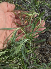 Psilostrophe cooperi