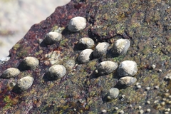 Siphonaria naufragum