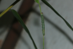 Lepidoptera