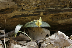 Erythronium umbilicatum