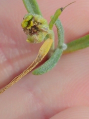 Psilostrophe cooperi