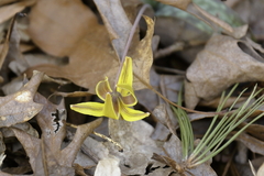 Erythronium umbilicatum
