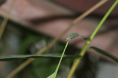 Lepidoptera