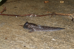 Periophthalmus argentilineatus