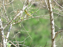Spinus psaltria
